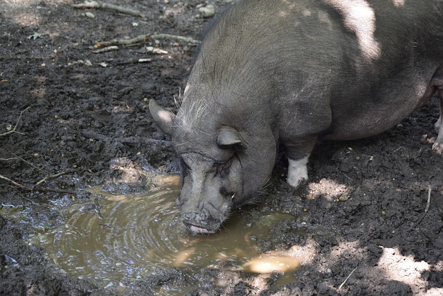 侥幸夺冠 侥幸夺冠